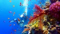 Scuba diver near beautiful coral reef