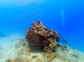 SCUBA diver next to a coral pinnacle Royalty Free Stock Photo