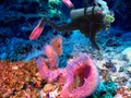 SCUBA Diver Observes Gorgeous Azure Vase Sponge Royalty Free Stock Photo