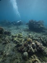 Scuba diver observes turquoise depths of tropical ocean