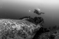 Scuba diver over the bones of a sperm whale Royalty Free Stock Photo