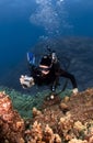 Scuba Diver Photographing the Coral