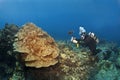 Scuba Diver photographing Mushroom Coral in Hawaii Royalty Free Stock Photo