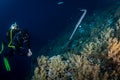 A scuba diver in the Red Sea with a Pipefish