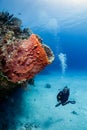 SCUBA diver on a reef Royalty Free Stock Photo