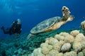 Scuba diver with sea Turtle Royalty Free Stock Photo