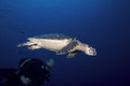 Scuba diver and sea turtle, St. Lucia