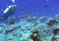 A Scuba Diver Shadows a Whitetip Reef Shark in Majuro Atoll