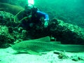 Scuba diver and shark, Thailand Royalty Free Stock Photo