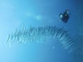 A scuba diver with shoal