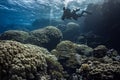 Scuba diver in a sidemount configuration diving on a coral reef in the Red Sea in Egypt Royalty Free Stock Photo