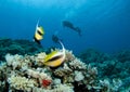 Scuba Diver silhouetted with bannerfish Royalty Free Stock Photo