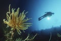 Scuba Diver Swimming By Coral Reef And Feather Star Royalty Free Stock Photo