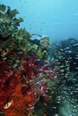 Scuba Diver Swimming By Coral Reef