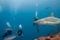 Scuba diver swimming with a grey reef sharks