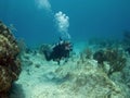 Scuba Diver swimming over a Cayman Island Reef Royalty Free Stock Photo