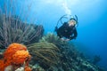 Scuba diver swimming over coral reef