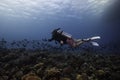 A scuba diver swimming over the reef holding an action camera Royalty Free Stock Photo