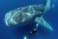 Scuba diver swimming with a whale shark in the blue ocean Royalty Free Stock Photo