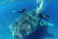 Scuba diver swimming with a whale shark in the blue ocean Royalty Free Stock Photo