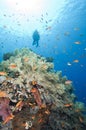 Scuba diver on a tropical reef Royalty Free Stock Photo