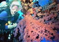 A Scuba Diver in Truk Lagoon Enjoys Soft Coral Variations Royalty Free Stock Photo
