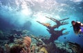 Scuba Diver w/ Elkhorn Coral in Reef Surge Zone