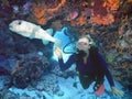 SCUBA Diver w/ Porcupinefish on Colorful Reef