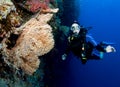 Scuba diver on wall dive Royalty Free Stock Photo