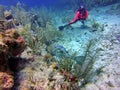 SCUBA diver watching a fish in the Bay Islands of Belize