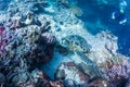 Scuba diver watching sea turtle