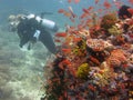 Scuba diver wearing diving suit and equipment swimming near a school of red fish among coral reefs Royalty Free Stock Photo