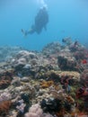 Scuba diver wearing diving suit, fins and equipment swimming near coral reefs and fish Royalty Free Stock Photo