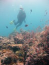 Scuba diver wearing diving suit, fins and equipment swimming near coral reefs and fish Royalty Free Stock Photo