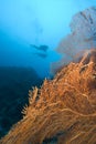 SCUBA divers and bright sea fan