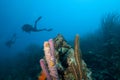 Scuba divers and coral reef, Bonaire