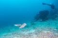 Scuba divers and cuttlefish