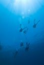 Scuba divers descending into the blue.