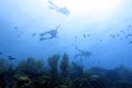 Scuba divers enjoying a relaxing dive in the ocean