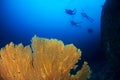 SCUBA divers next to a large underwater shipwreck and seafan Royalty Free Stock Photo