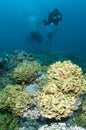 Scuba divers over coral reef