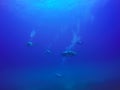 Scuba Divers swimming over live coral reef full of fish and sea anemones.