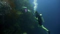 Scuba Divers underwater.