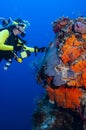Scuba diving adventurous female explores her underwater environment.