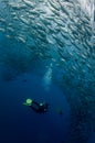 Scuba diving in Bali in a ball of jacks Royalty Free Stock Photo