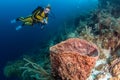 Blue Hole Belize Scuba Diving Royalty Free Stock Photo