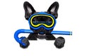 Scuba diving dog Royalty Free Stock Photo