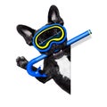 Scuba diving dog Royalty Free Stock Photo