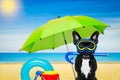 Scuba diving dog Royalty Free Stock Photo