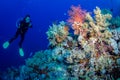 Scuba diving and exploring the coral reefs in the southern Red Sea of Egypt Royalty Free Stock Photo